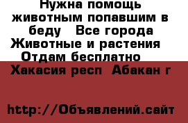 Нужна помощь животным попавшим в беду - Все города Животные и растения » Отдам бесплатно   . Хакасия респ.,Абакан г.